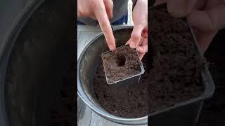 How to repot leggy Cosmos. #cosmos #howtoplant #cosmosflower