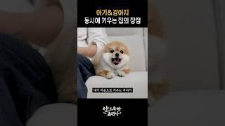 감동주의! 아기와 강아지가 있는 집