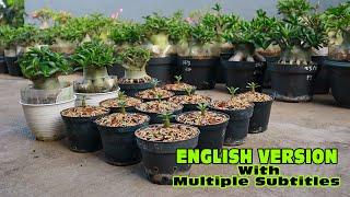 How to make adenium arabicum stems fat and plump. short branches. Desert rose Plant. English version