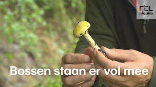 Paddenstoelen plukken? Het mag niet