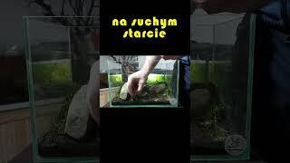 Swamp in the aquarium, 1.5 years from flooding, no fertilizers, no filtration, no co2