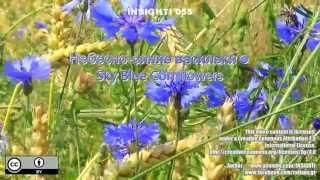 Небесно-синие васильки - Sky Blue Cornflowers