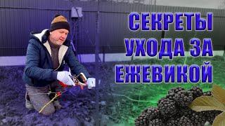 Весенний уход за лозой ежевики