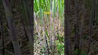 PETANI MANDIRI