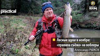 Лесные щуки в ноябре: «правила съёма» на воблеры. Александр Рыжов. Anglers Practical