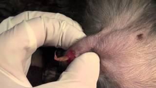 Canine Foxtail Removal