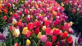 Tulip garden