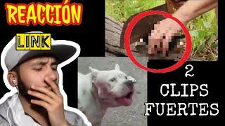 Hombre atacado por terriers y cachorro a la mitad , reacción,clips fuertes gore link en comentarios