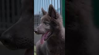 Blue Bay Shepherd