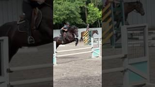 Fern blasting over 3ft (I measured it) #horse #equestrianjourney #horseenthusiast #horseworld #fyp