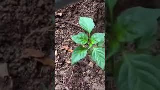 Why you must planter pepper plants deep