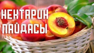 НЕКТАРИННІҢ ПАЙДАСЫ ШАБДАЛЫДАН АСЫП ТҮСЕДІ, ӨРІКТЕН КЕМ ЕМЕС