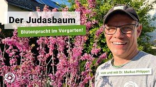 Der Judasbaum - Blütenpracht im Vorgarten | gardify Tipps