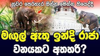 මඟුල් ඇතු ඉන්දි  රාජා වනයකට අතහරි?  Indi Raja Tusker