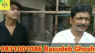 FANCY PIGEON FOR IN KOLKATA | FANCY KOBOOTOR PRICE UPDATE | FANCY KABUTAR INDIA | BASUDEB GHOSH