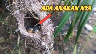 How to find sogon/ontong bribe bird nests in the wild