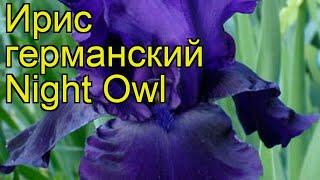 Ирис германский Ночная Сова. Краткий обзор, описание характеристик iris germanica Night Owl