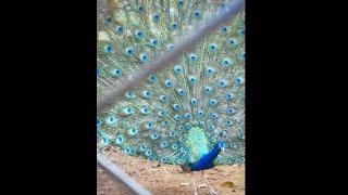 Peacock dance | yercaud zoo   #shorts #sana360