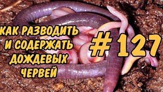 #127 ДОЖДЕВЫЕ ЧЕРВИ. КАК РАЗВОДИТЬ ДОМА И ЧЕМ КОРМИТЬ. EARTHWORMS AT HOME