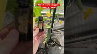1 капля и огурцов нарастает тонна, огурцы завалят урожаем #огород #огурцы