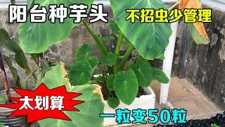 阳台种芋头，手把手分享全过程，管理简单，收获惊人！