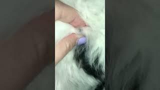 Cats Blackheads Removal Satisfying Videos   ‍⬛ 