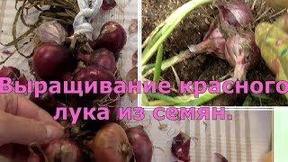 Выращивание красного лука из семян, сорта БРУНСВИК