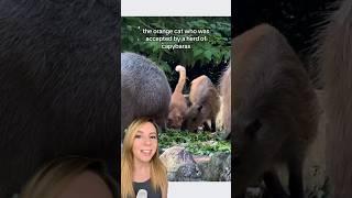 Cat accepted by capybaras receives official signage and becomes honorary capybara #shorts