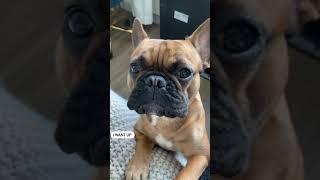 ADORABLE FRENCHIE WANTS ATTENTION | Cute French Bulldog #shorts