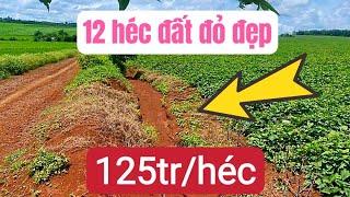 Bán đất vườn, đất nông nghiệp giá rẻ, bất động sản tây nguyên