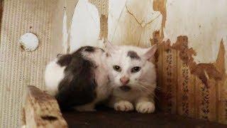 The Cat House of Horrors