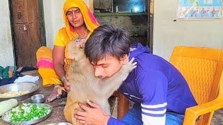 रानी ब्रेकफास्ट।Rani Ameging Video ।।Rani With Faimly । Inttailegent Monkey Rani।। Rani Ameging 