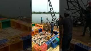 Fish harvesting in Andra, India# Pacu fish