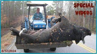 Special Videos: How Do American Hunters And Farmers Deal With 200 Million Of Wild Boar By Guns