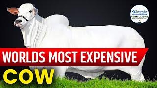 Worlds Most Expensive Cow || Sankalp Agriculture