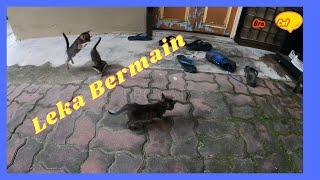 Ibu kucing uting kucing kampung perkenal tikus pada anak comel lucu leka bermain 8 | Bro Cat