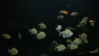 блог аквариумиста садовода #блог #животные #новости #aquarium #fish кормежка рабы аквариум 2024 уфа