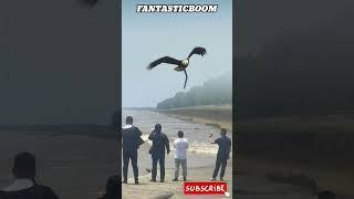 AMAZING! GIANT EAGLE CATCHES SEA SNAKE #wildlife #eagles
