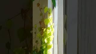Attaching Vines to a Wall  how to
