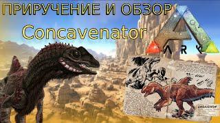 ПРИРУЧЕНИЕ Concavenator в ARK ОБЗОР и характеристика