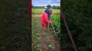 Best Garden Hoe for Weeds  | Testing and Choosing the Winner!