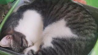 My Cats sleeping positions