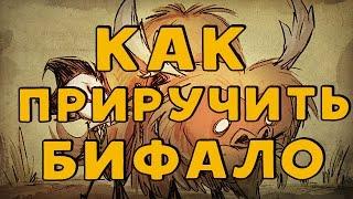 Как приручить, одомашнить Бифало в Don't Starve Together.