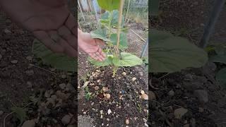The Secret to Perfectly Healthy Plants. 2G, 3G cuttings Bottle gourd #shorts