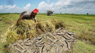 Awesome Fisherman Catch Fish in Harvest Rice Season : Best Fishing Videos 2025