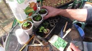 How to Seed Start & Cup Transplant Mint, Peppermint & Spearmint: Any Mint! - The Rusted Garden 2014