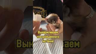 Как мы выкармливаем новорождённого котёнка  #питомцы #котики #новорожденный #котенок #cat