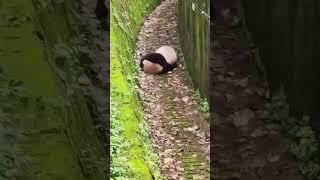 Funny Lazy Panda Rolling Instead Of walking