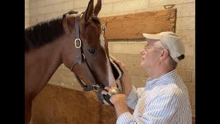 a young racehorse goes to school