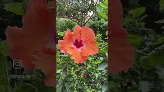 #shortvideo#viralvideo#anushka #shreyaghoshal voice#mygarden